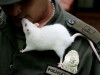 Rotterdam Polisi, fareleri işe aldı.