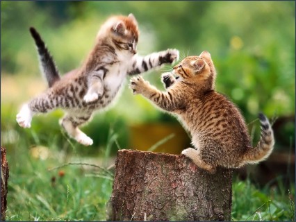 fighting-cats