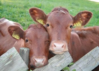 Çin, Hayvancılıkta Klon Çağına Giriyor