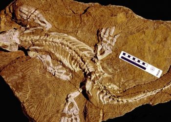 290 Milyon Yıllık Fosil İskeleti Yeniden Yürüdü