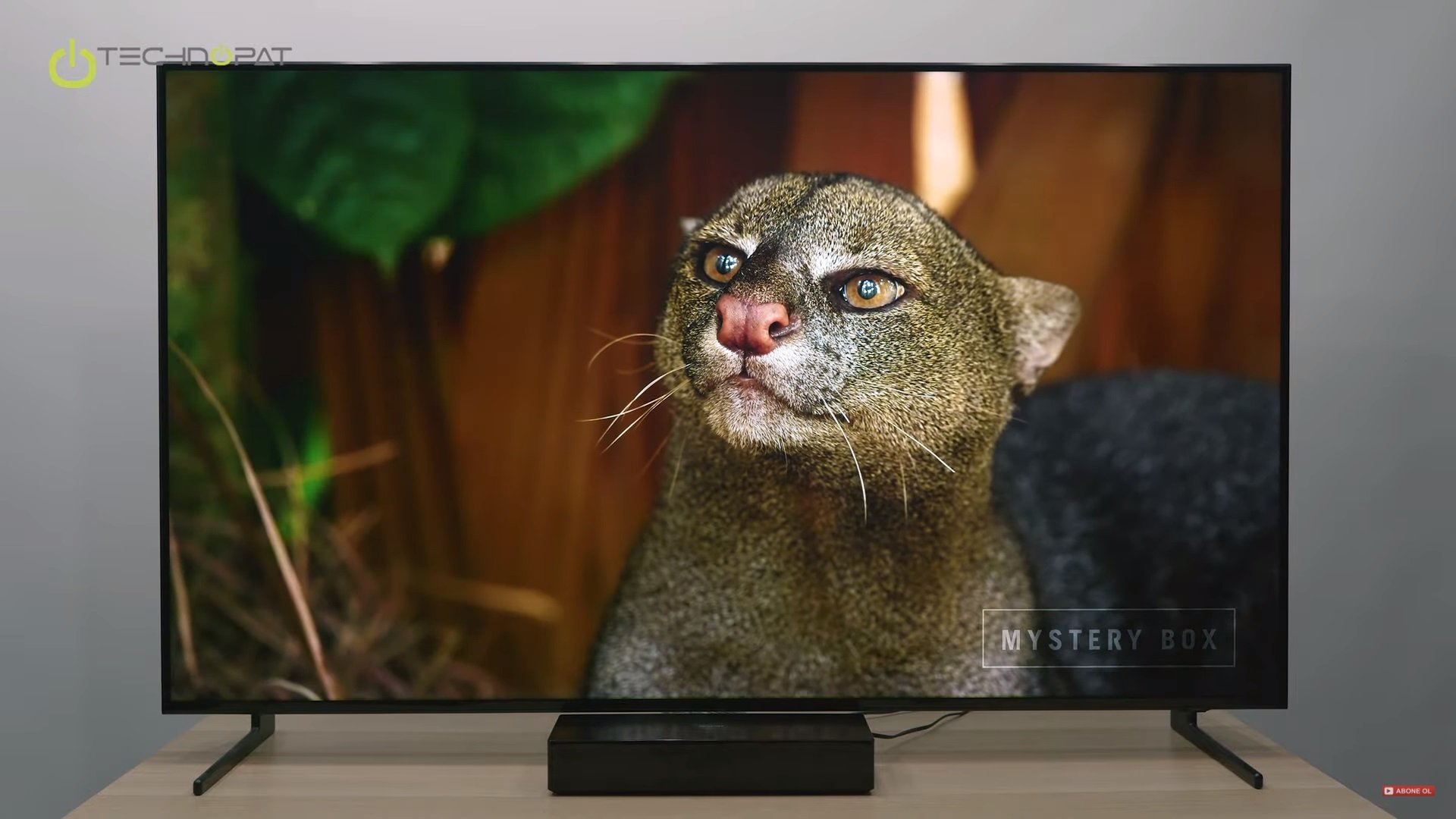 Кот из рекламы Samsung QLED порода. Телевизор samsung 163 см