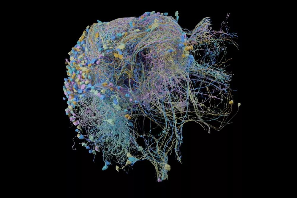 Google En Büyük Yüksek Çözünürlüklü Beyin Bağlantısı Haritası