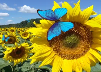 Bluesky Dislike özelliğini test etmeye hazırlanıyor