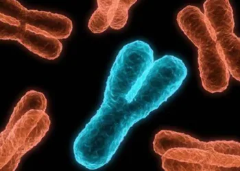 Dünya kadınlara mı kalıyor? Y kromozomu yok mu oluyor?